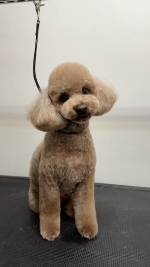 Small groomed dog sitting on the grooming table
