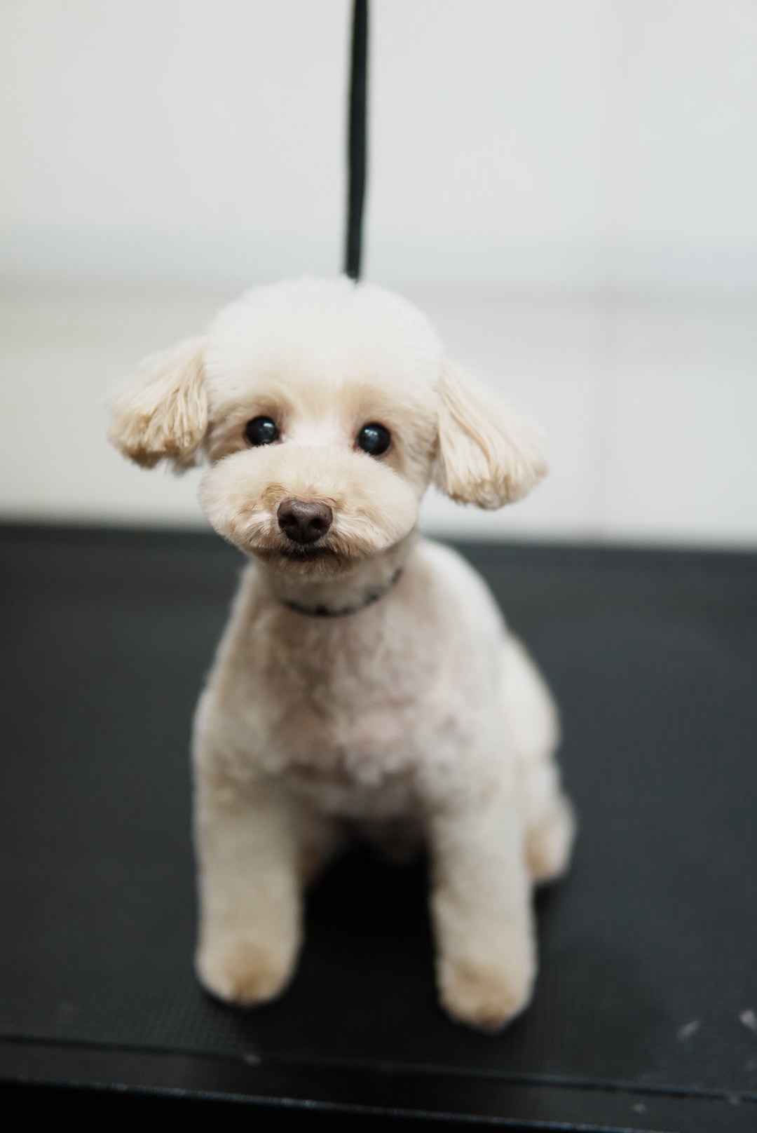 Dog relaxing at the salon after its groom