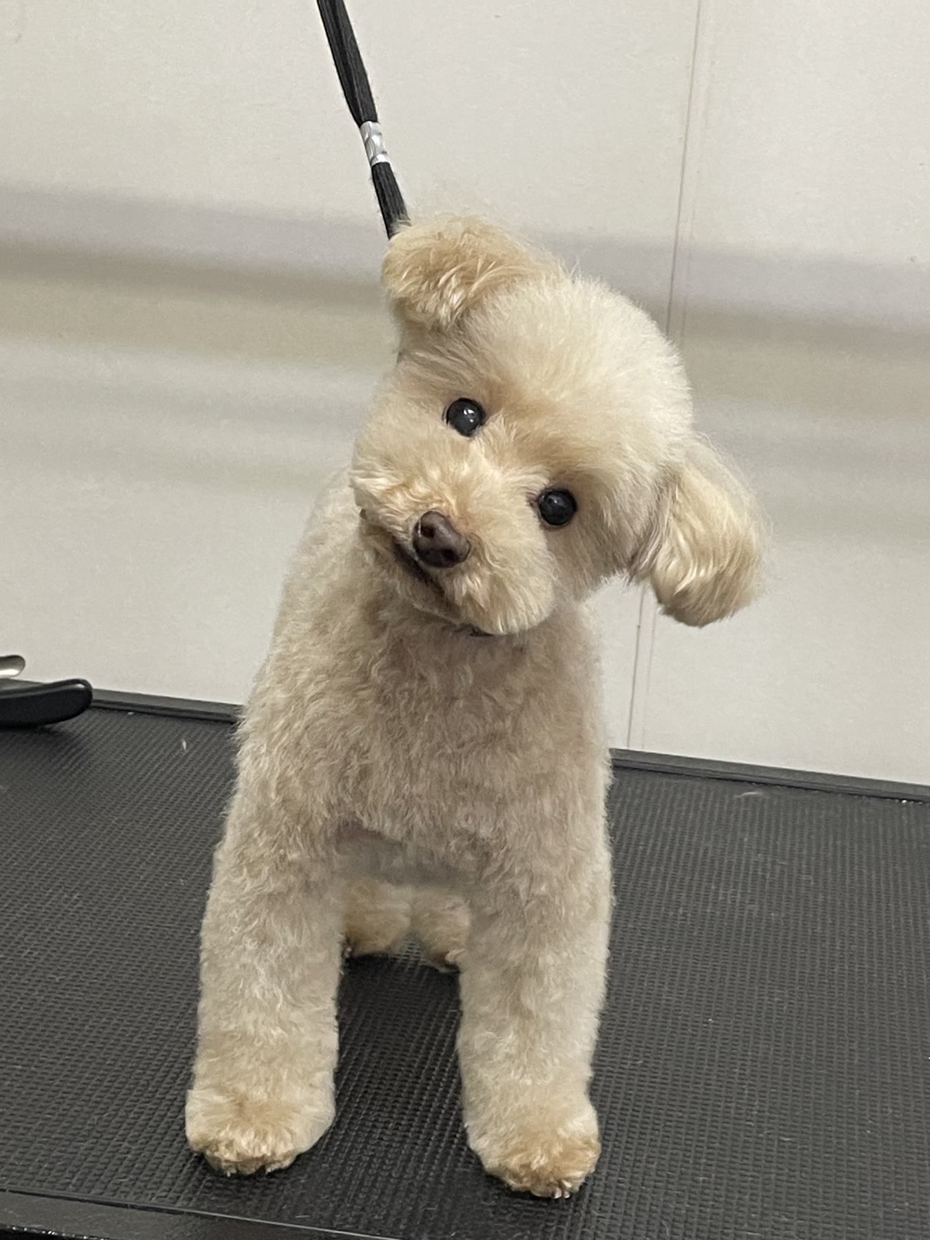 Dog with head tilted, freshly groomed