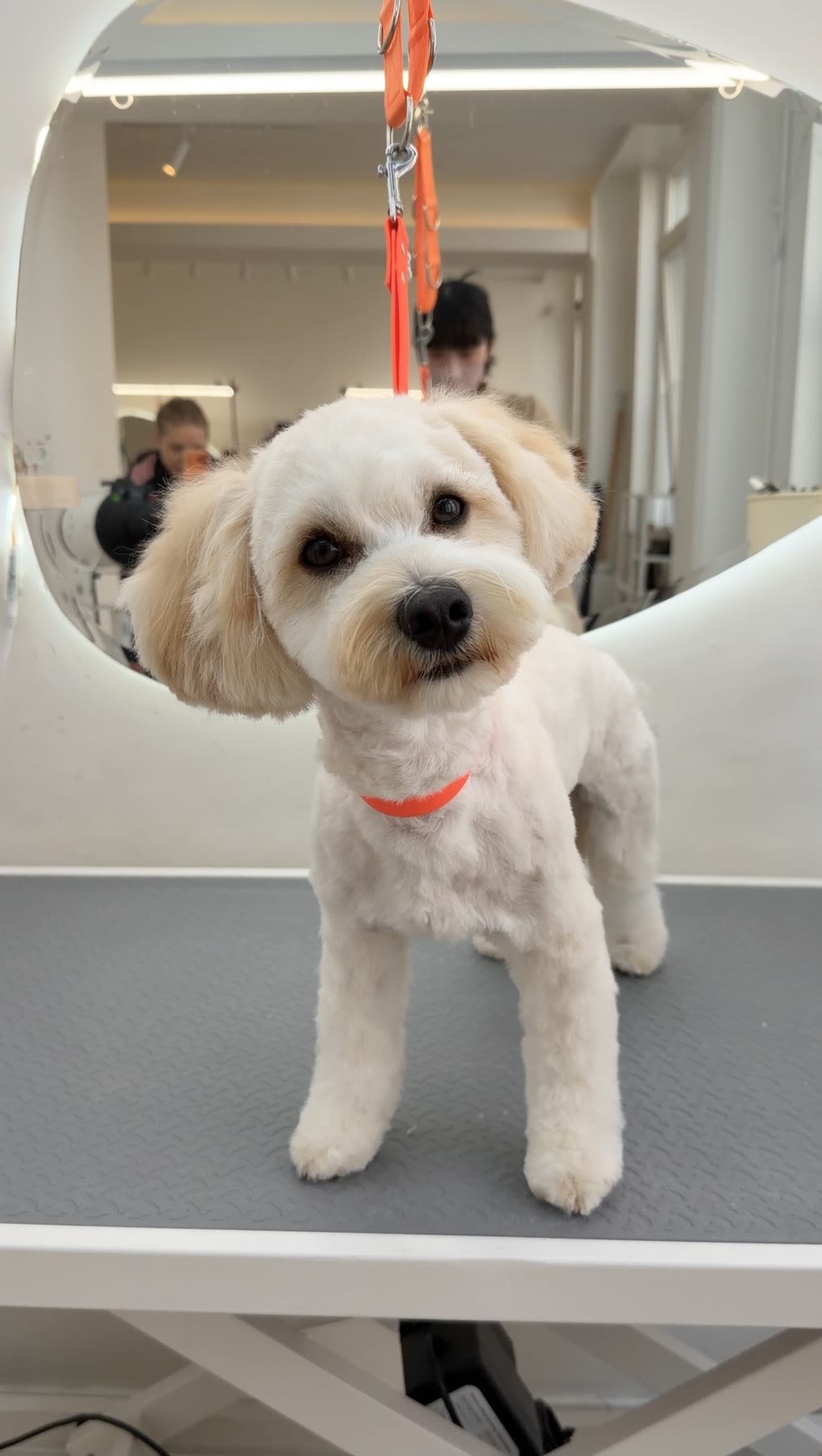 Fluffy white dog freshly groomed at the salon