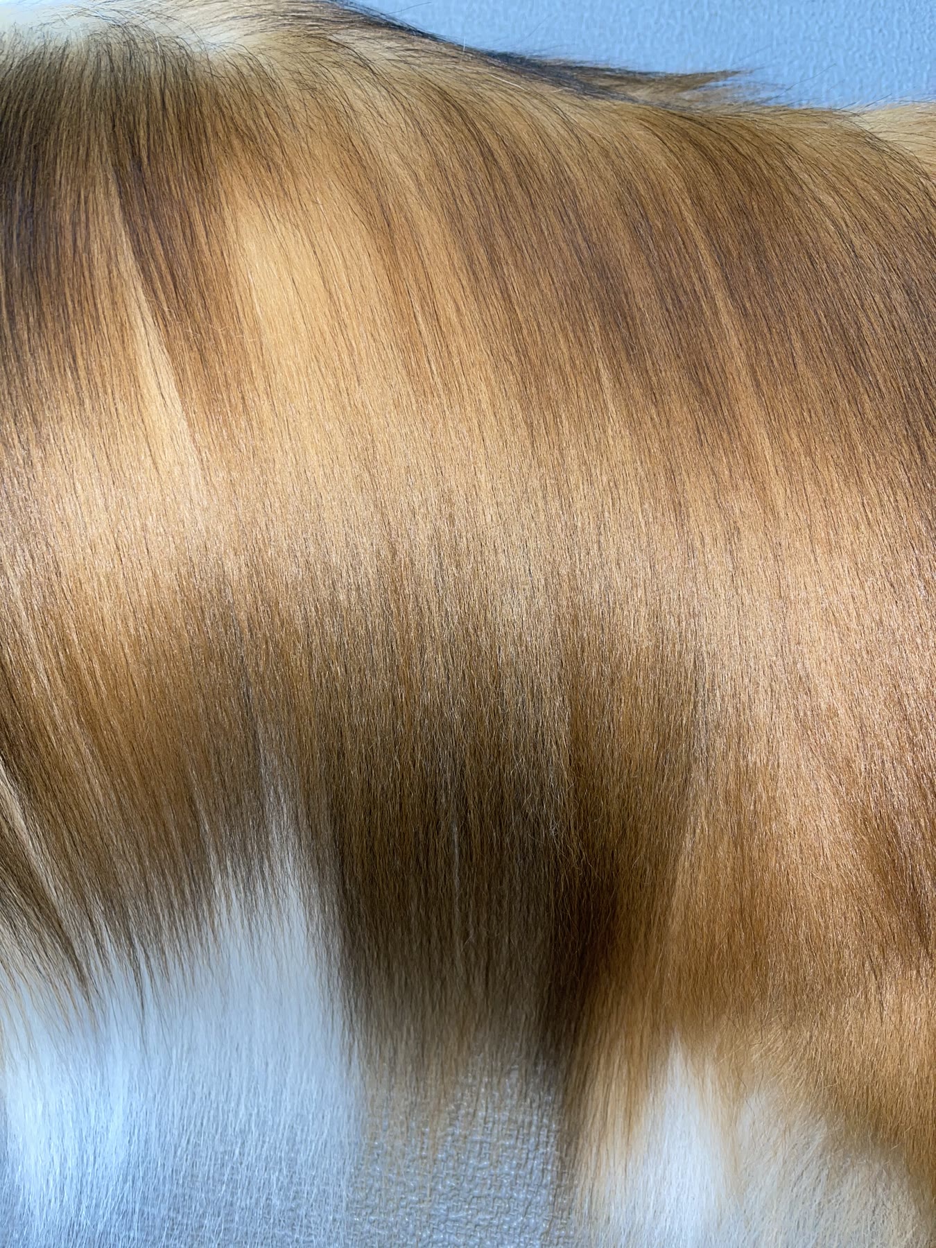 Close-up of a dog's freshly brushed coat