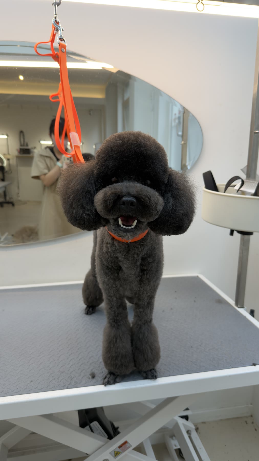 A freshly groomed poodle wearing a gingham outfit after styling