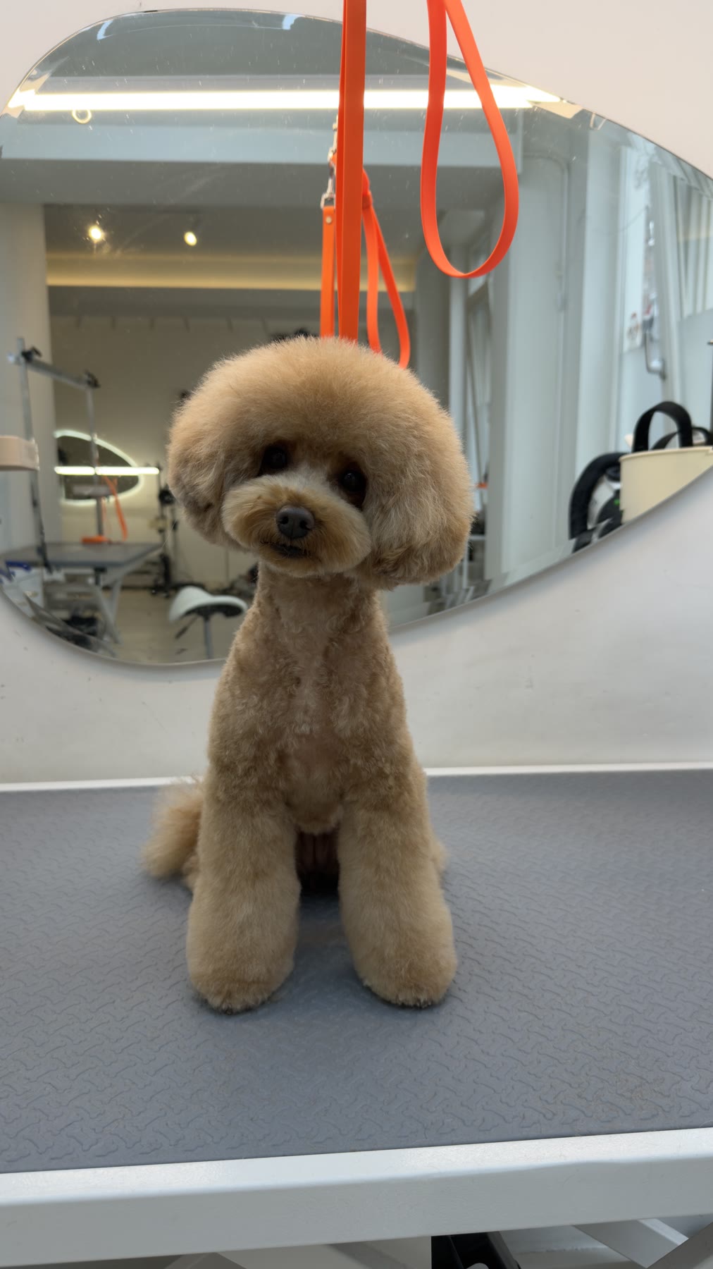 Freshly groomed toy poodle at the studio