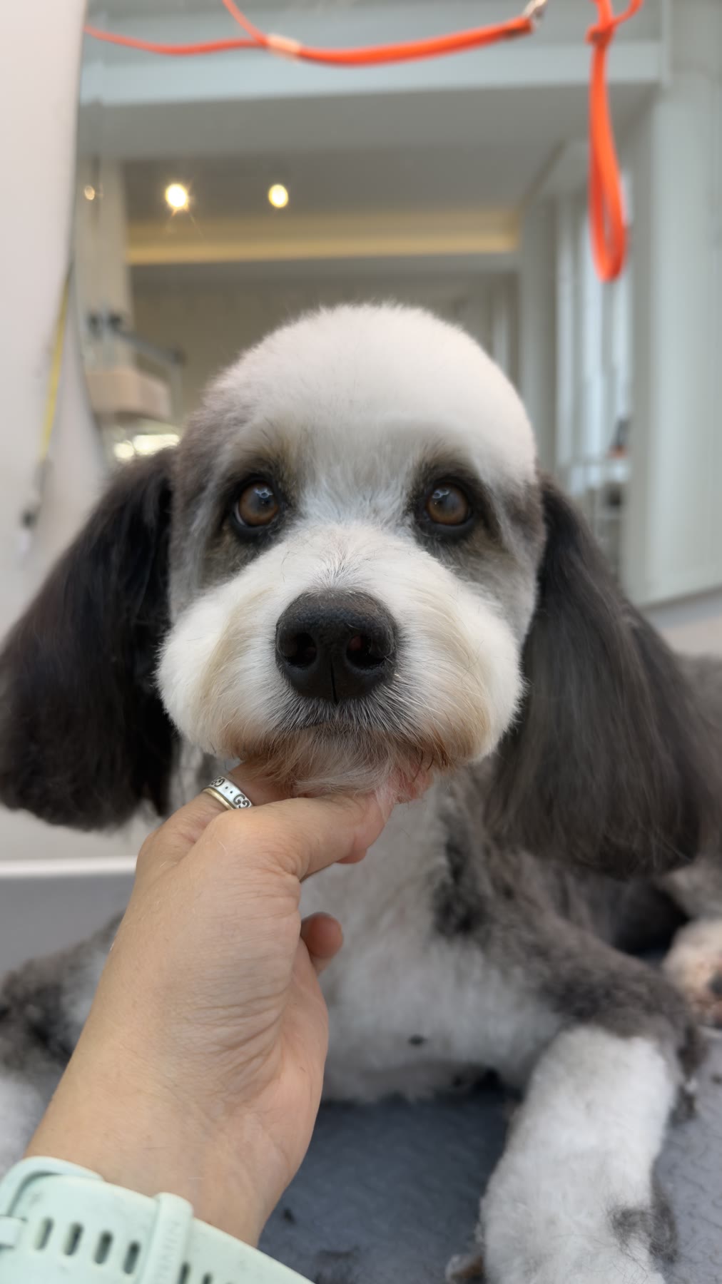 Freshly groomed dog at the studio