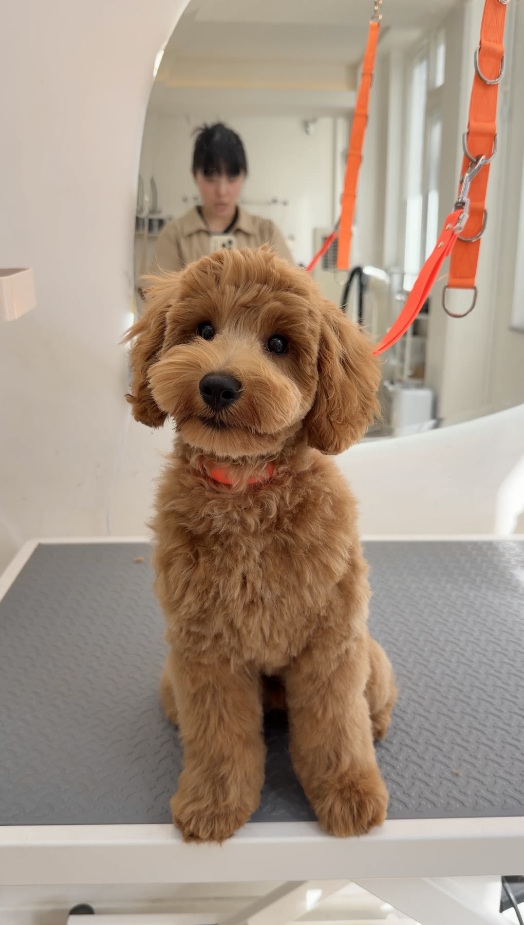 Goldendoodle portrait after a full groom