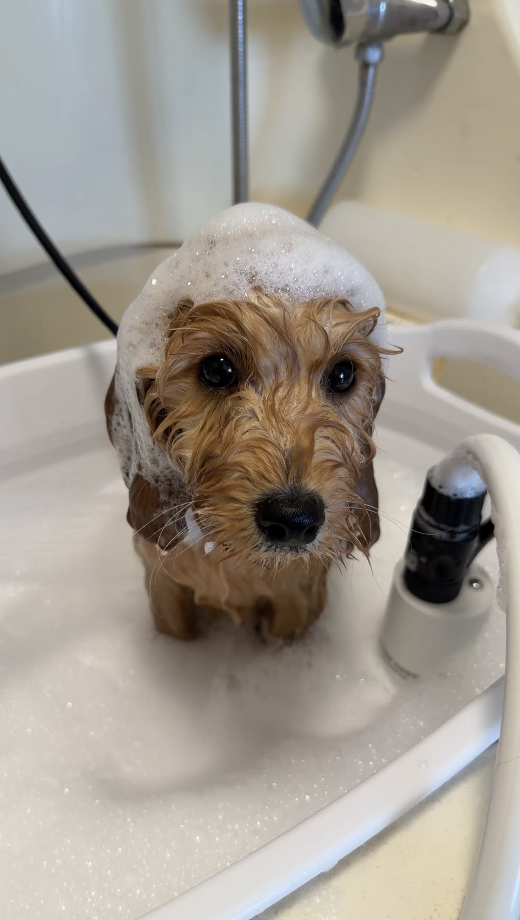 A dog being gently bathed with warm, sudsy water at the salon