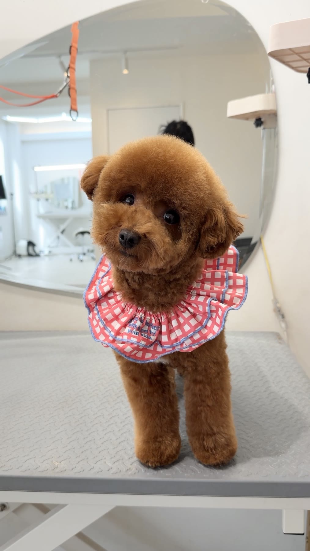 A calm dog standing in the softly lit salon studio
