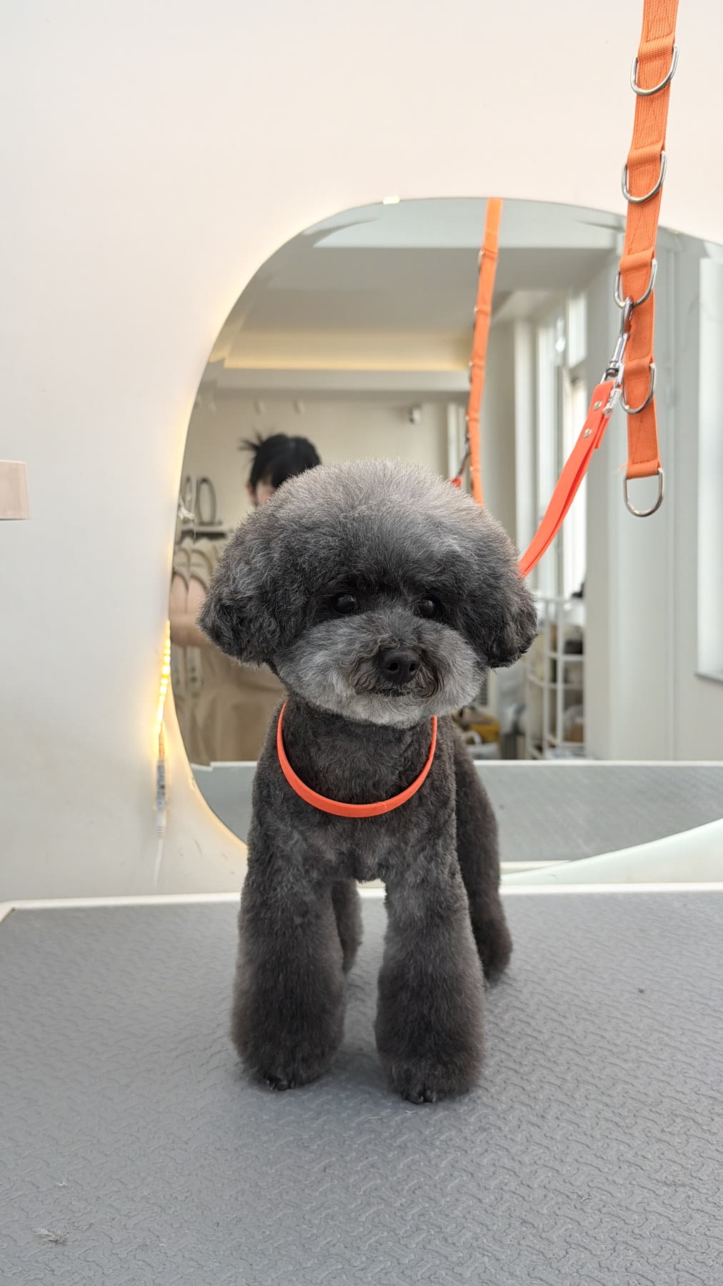 Freshly groomed grey poodle standing on the grooming table